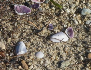 shells