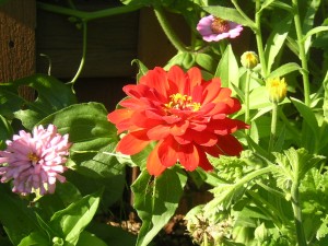 zinnias
