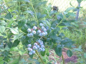 blueberries