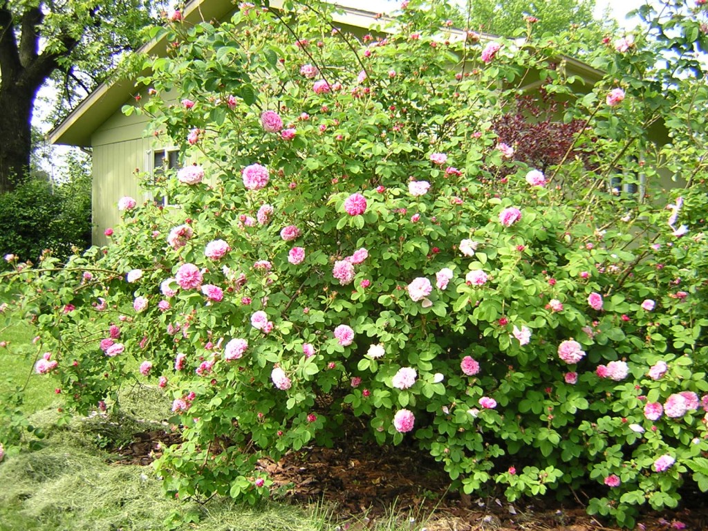DSCN0601 Rose bushes