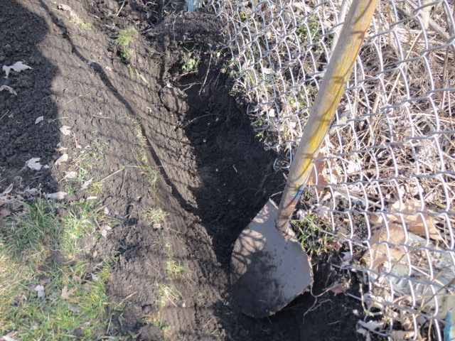 IMG_0278 trench for asparagus crowns