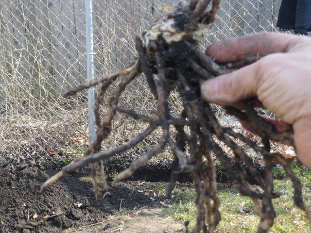 IMG_0282 asparagus crown