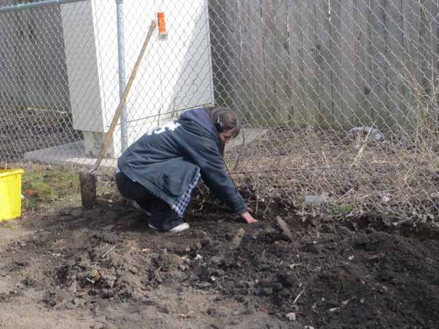 IMG_0285 Planting roses