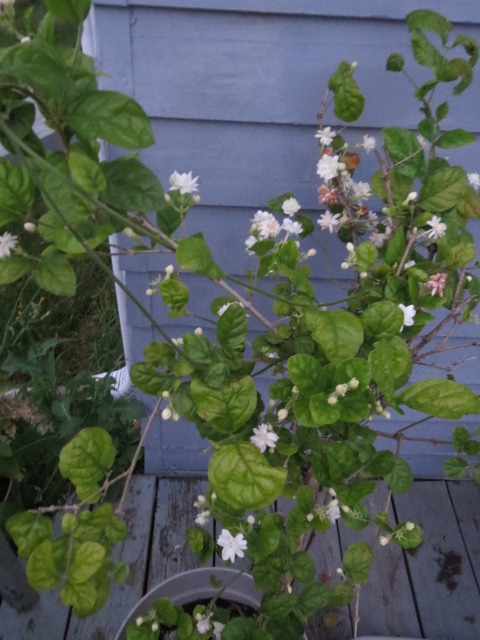 Jasmine plant jasmine plant