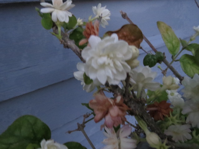 jasmine blossom jasmine blossom