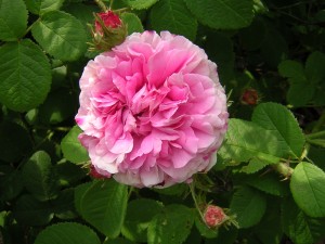 Trigintipetela Rose