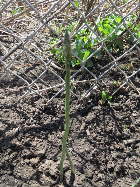 asparagus