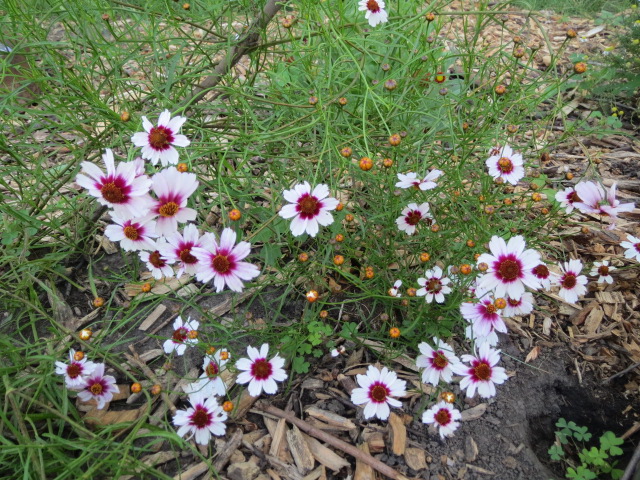 Heaven's Gate Coreopsis