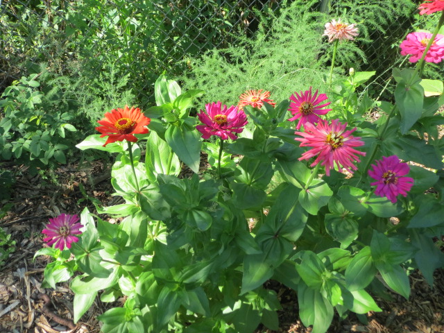 State Fair Zinnias
