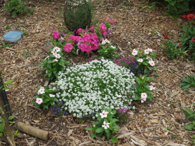 Alyssum, Petunias, Impatiens