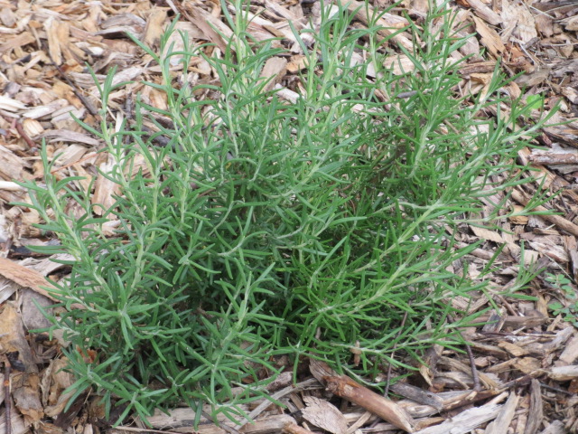 Rosemary