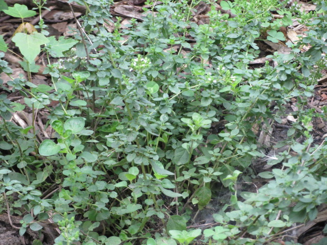 Oregano