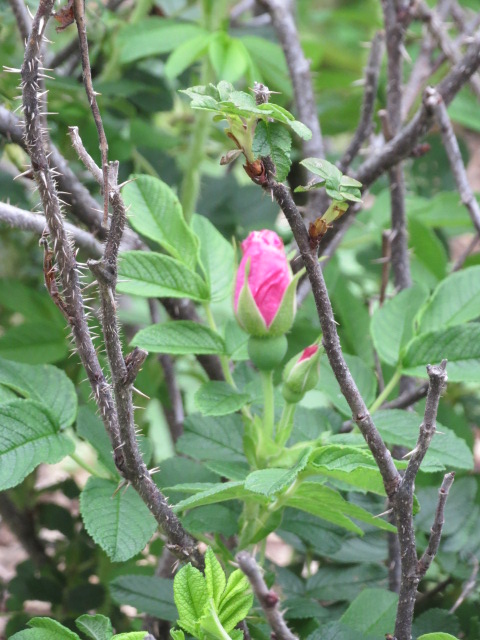 Belle Poitevine rose