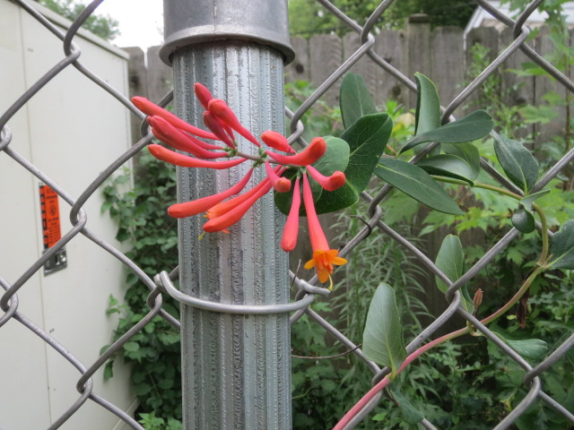 Honeysuckle Vine