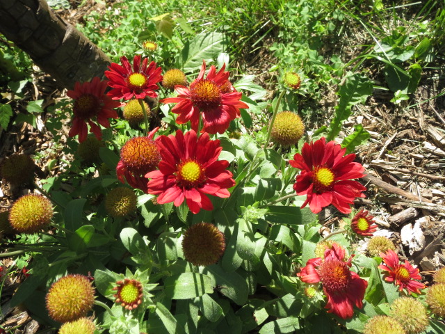 Gaillardia