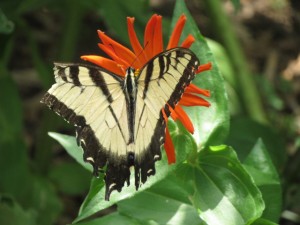butterfly on flower