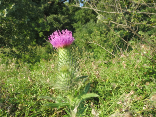 thistle