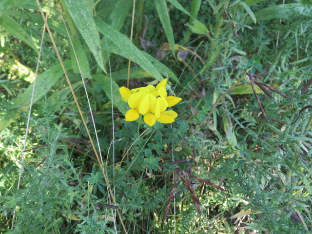 yellow flower