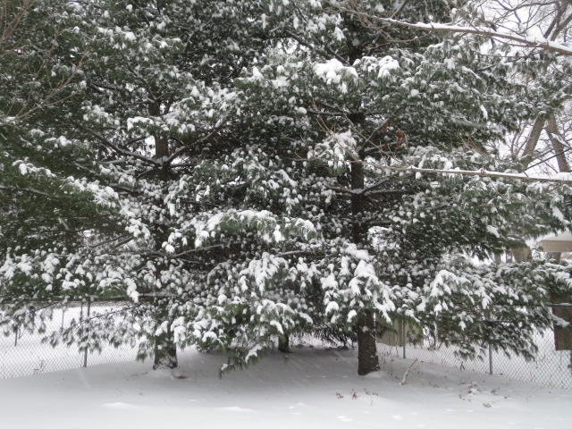 My Pine Trees