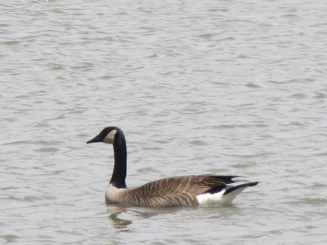 Goose in the pond