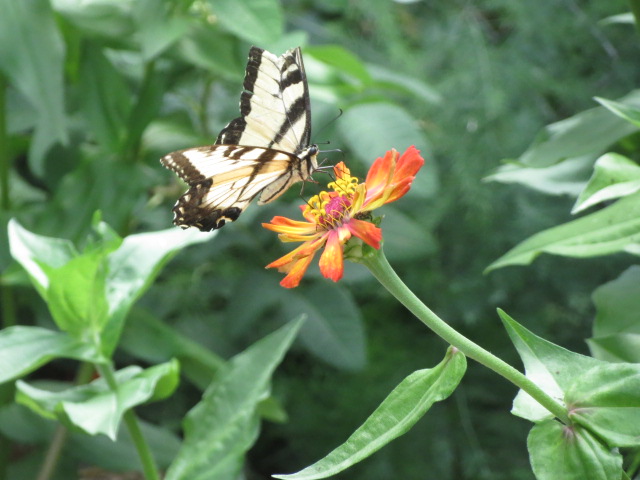 butterfly on zinnia