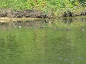 family of ducks