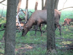 elk