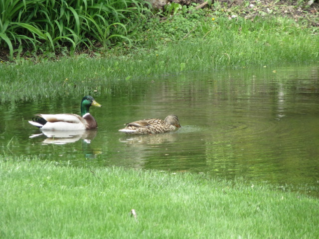 Male and female duck in puddle
